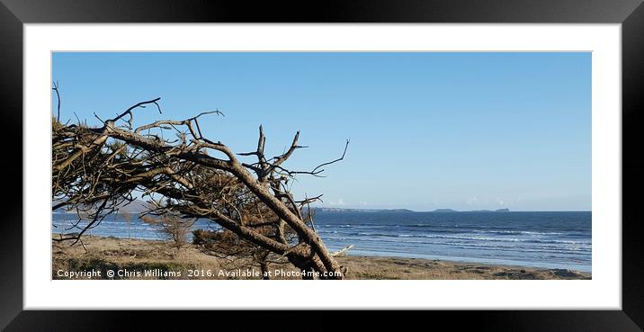 Windswept Pine Framed Mounted Print by Chris Williams