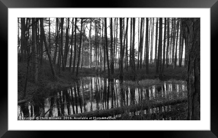 Pine Swamp Framed Mounted Print by Chris Williams