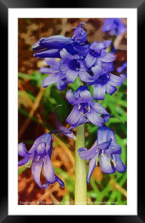 Blue Bell  Framed Mounted Print by Chris Williams