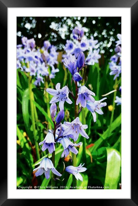 Blue Bell  Framed Mounted Print by Chris Williams
