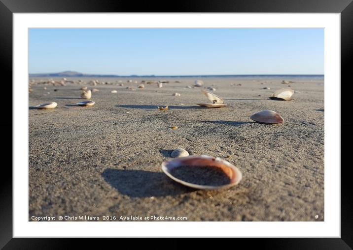 Scattered Seashells  Framed Mounted Print by Chris Williams