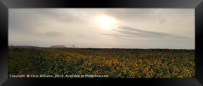 Worms Head Sunflowers Framed Print by Chris Williams