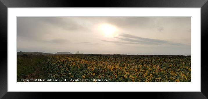 Worms Head Sunflowers Framed Mounted Print by Chris Williams