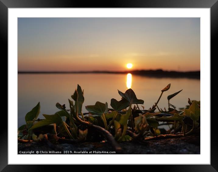 Ivy Sunset Framed Mounted Print by Chris Williams
