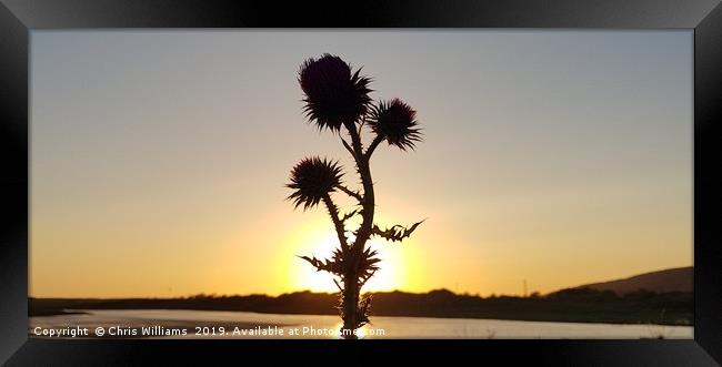Sunset Thistle Framed Print by Chris Williams