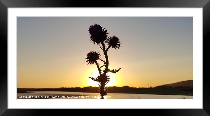 Sunset Thistle Framed Mounted Print by Chris Williams
