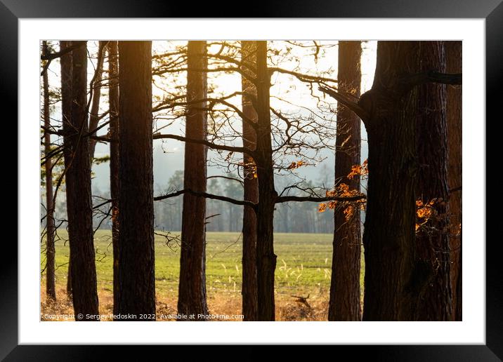 Sunset in the autumn pine forest. Countryside landscape. Czechia. Framed Mounted Print by Sergey Fedoskin