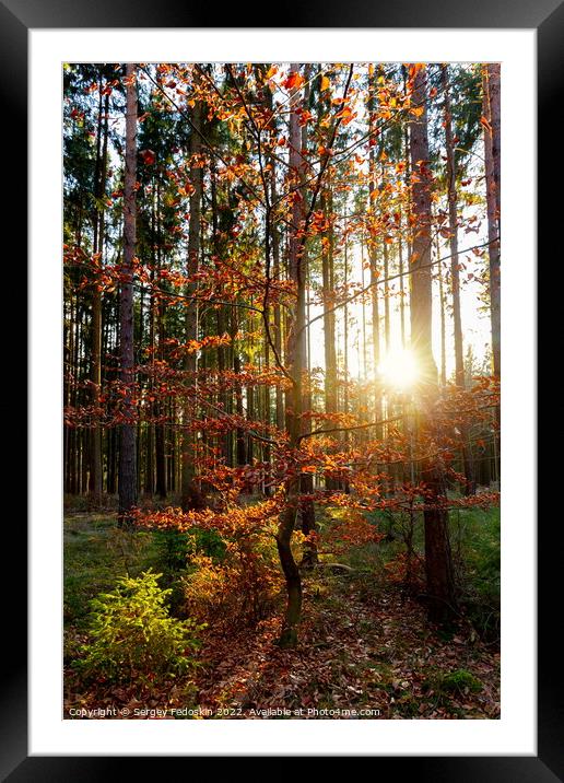 Sunny forest with pine and spruce tree. Framed Mounted Print by Sergey Fedoskin