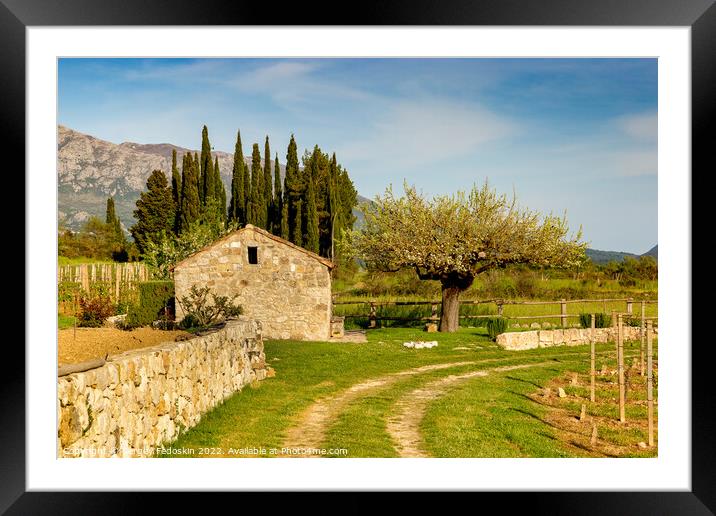 Vineyard in croatian mountain valley. Early summer. Framed Mounted Print by Sergey Fedoskin
