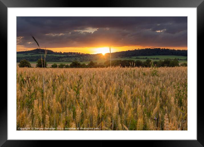 Rye field at sunset. Summer evening landscape. Framed Mounted Print by Sergey Fedoskin