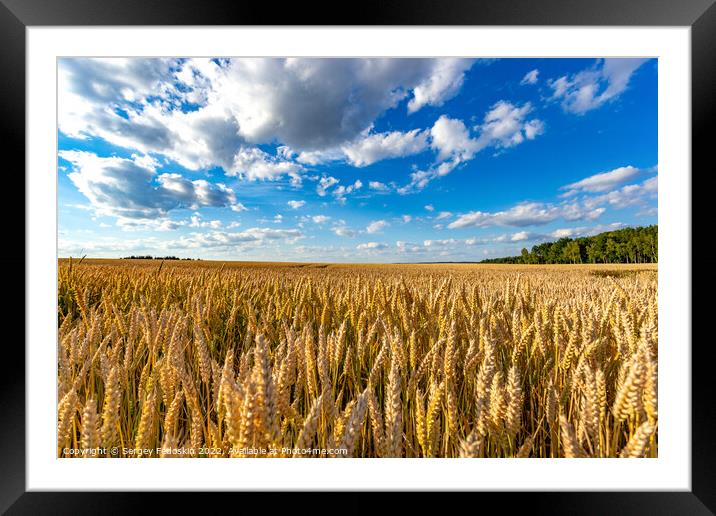 Golden wheat field with blue sky in the background. Ears close-up. Framed Mounted Print by Sergey Fedoskin