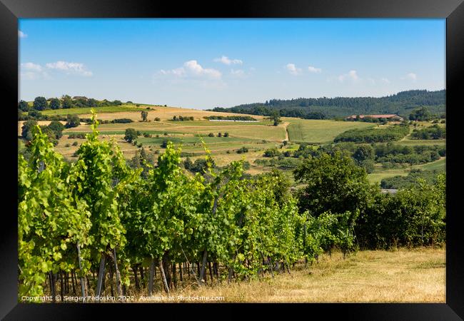 Vineyards in Wachau valley. Lower Austria. Framed Print by Sergey Fedoskin