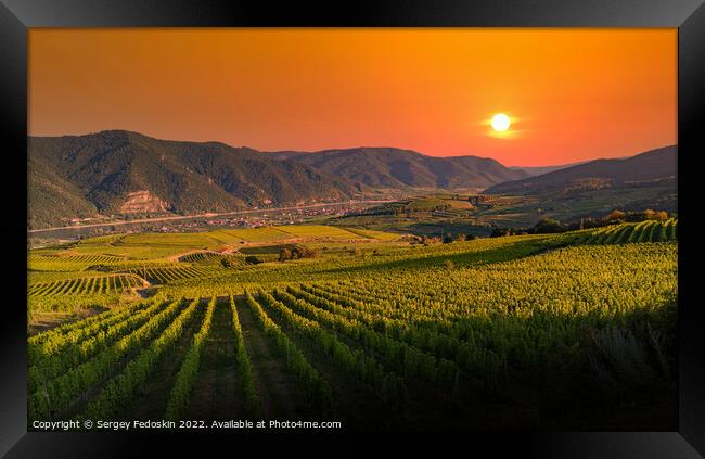 Sunset colored vineyards on a summer evening. Wachau valley. Austria Framed Print by Sergey Fedoskin