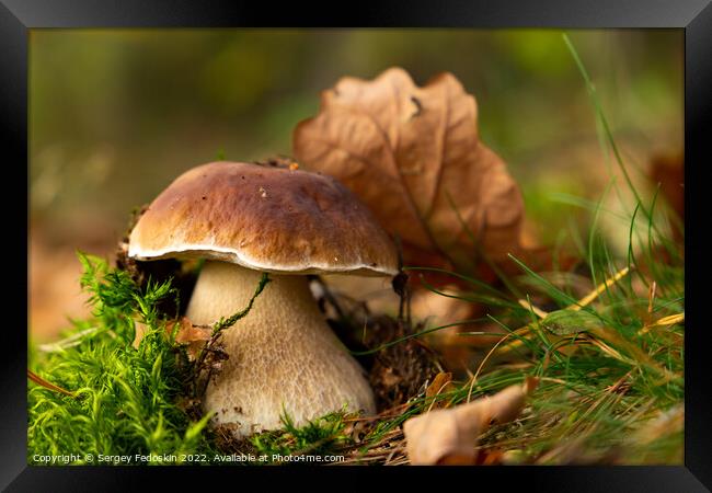 Mushroom Boletus edulis in autumn forest. Framed Print by Sergey Fedoskin