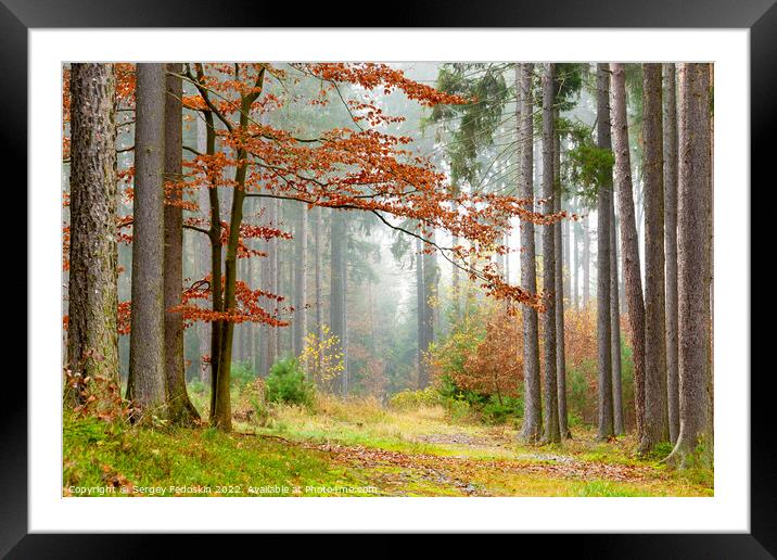 Foggy morning in the forest. Autumn landscape. Framed Mounted Print by Sergey Fedoskin