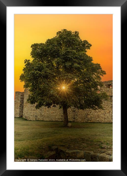 Tree at sunset time. Kalemegdan Fortress in Belgrade. Serbia. Framed Mounted Print by Sergey Fedoskin