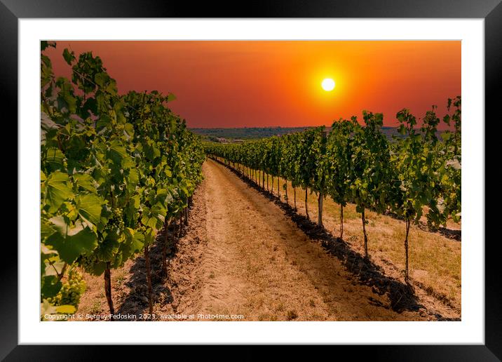 Rows of vineyard at sunset. Framed Mounted Print by Sergey Fedoskin