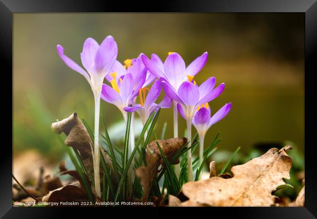 Purple crocuses Framed Print by Sergey Fedoskin