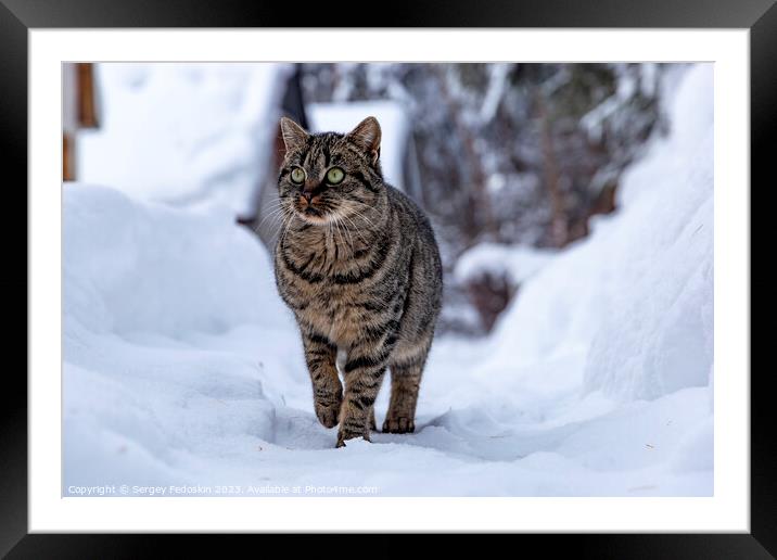 Cat walking in the snow in the countryside Framed Mounted Print by Sergey Fedoskin