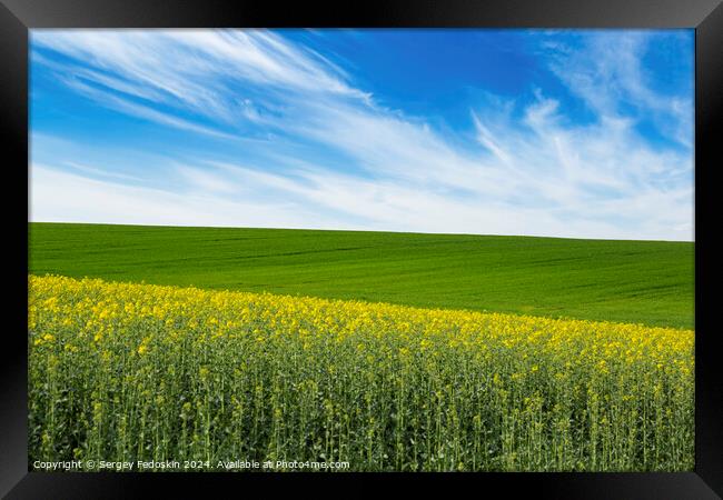 Green field and field with blooming colza under blue sky. Framed Print by Sergey Fedoskin