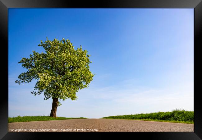 Lonely tree near the road between green fields Framed Print by Sergey Fedoskin