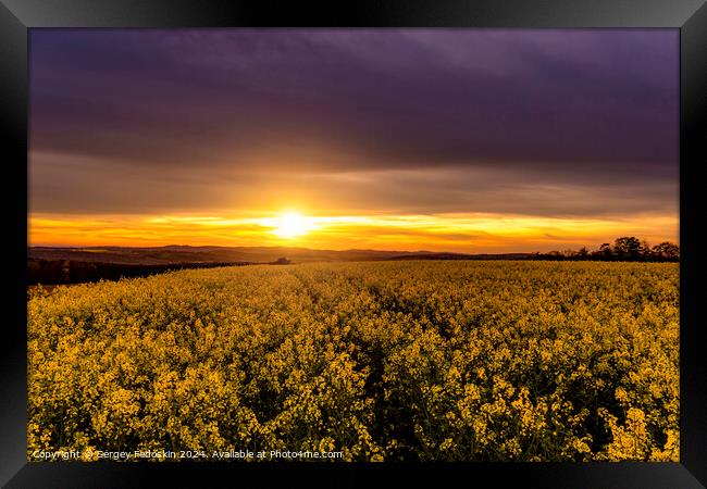 Yellow rapeseed field. Blooming canola flowers. Framed Print by Sergey Fedoskin