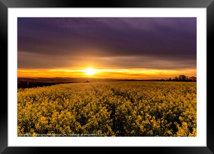 Yellow rapeseed field. Blooming canola flowers. Framed Mounted Print by Sergey Fedoskin