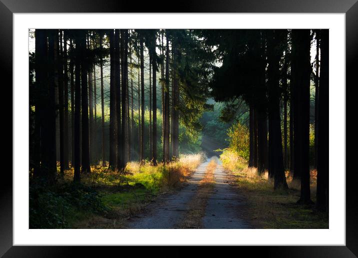 Road in morning forest. Framed Mounted Print by Sergey Fedoskin