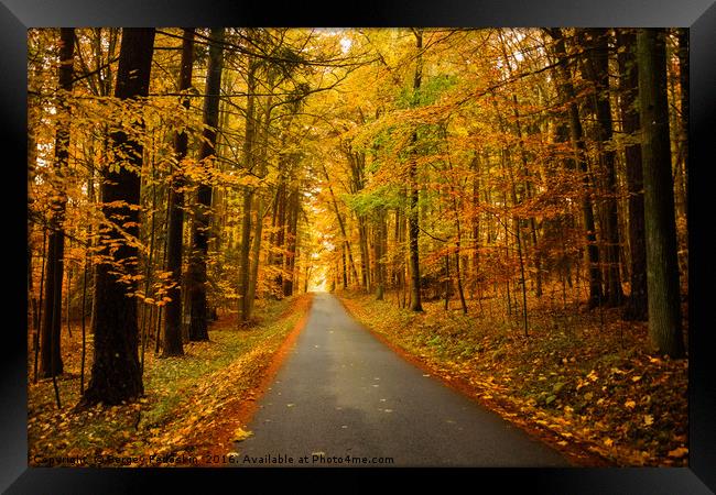 Road in autumn forest. Framed Print by Sergey Fedoskin