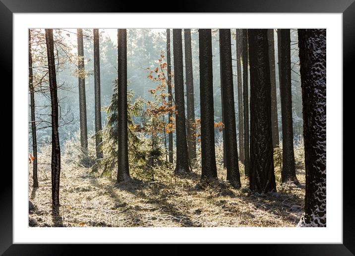 Cold winter day in forest in national park "Sumava Framed Mounted Print by Sergey Fedoskin