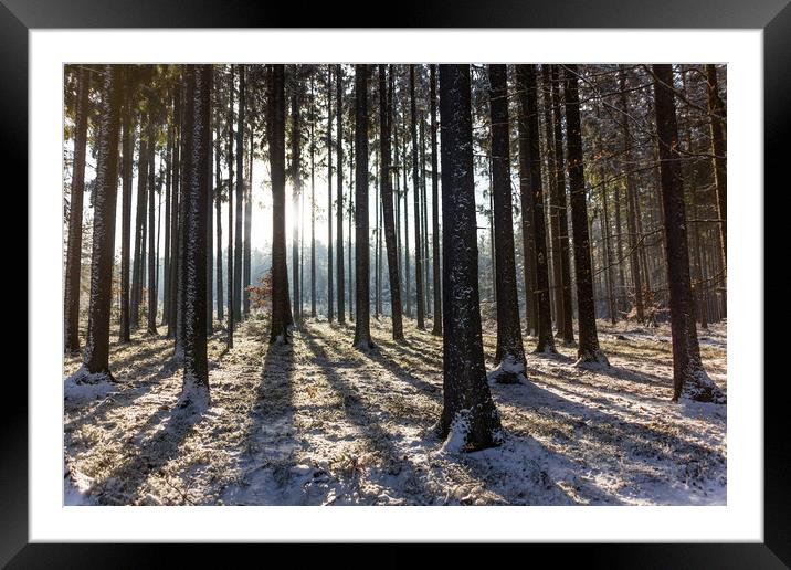 Winter forest in national park "Sumava". Framed Mounted Print by Sergey Fedoskin
