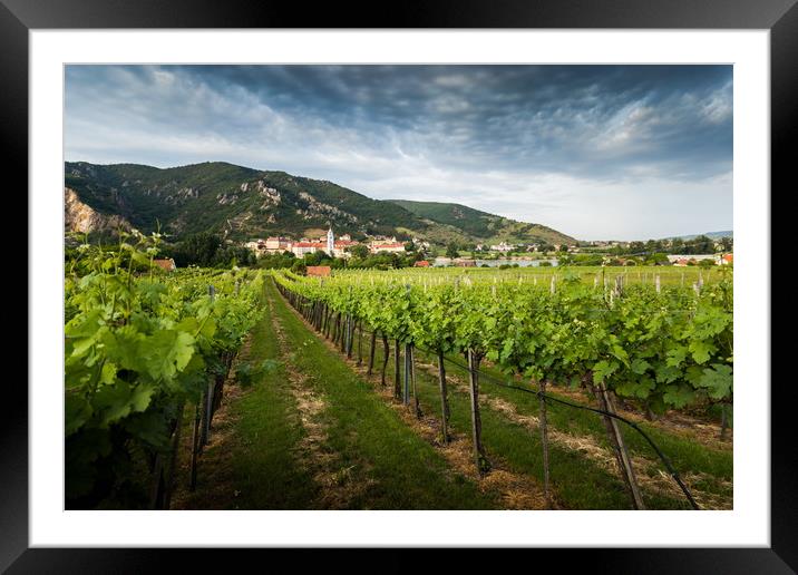 Austrian vineyards in summer evening. Framed Mounted Print by Sergey Fedoskin