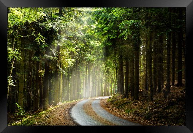 Czech forest in the day sunlight rays. Framed Print by Sergey Fedoskin