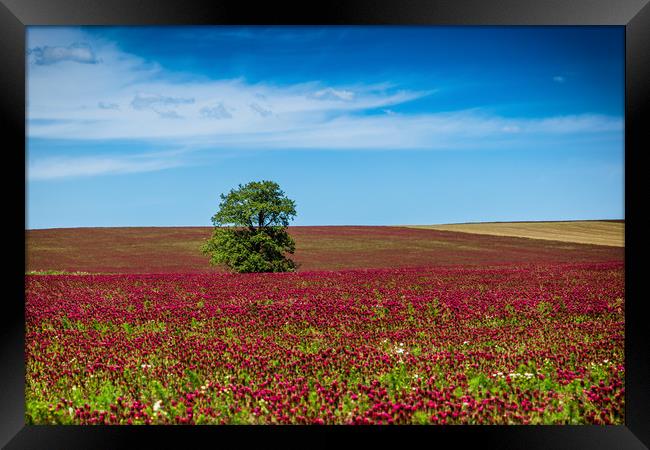 Red clover field and blue sky in summer day. Framed Print by Sergey Fedoskin