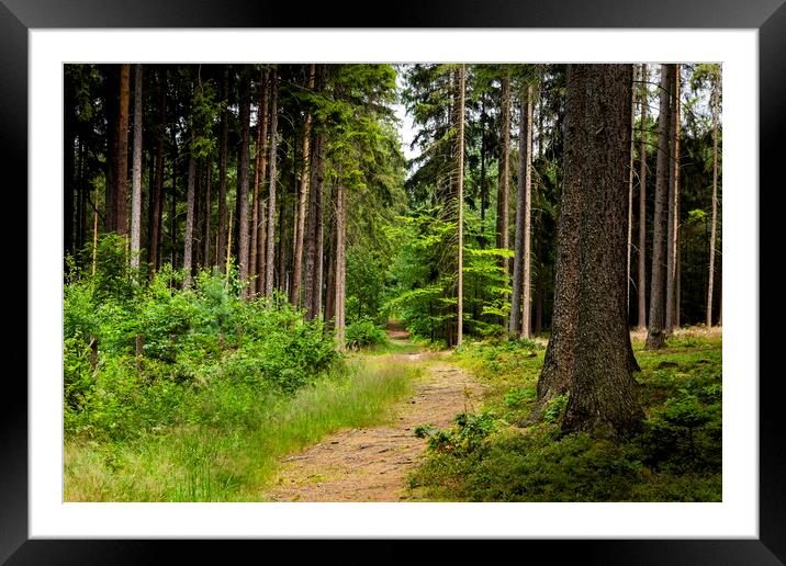 Summer forest in Czech Republic Framed Mounted Print by Sergey Fedoskin