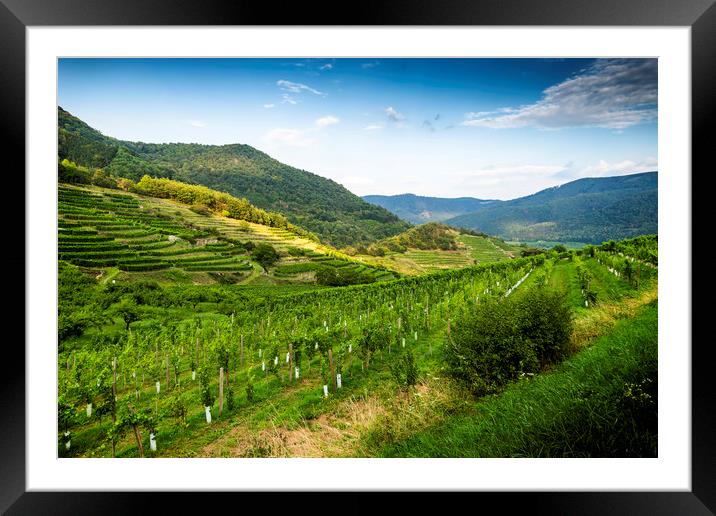 Scenic View into the Wachau with the river Danube. Framed Mounted Print by Sergey Fedoskin