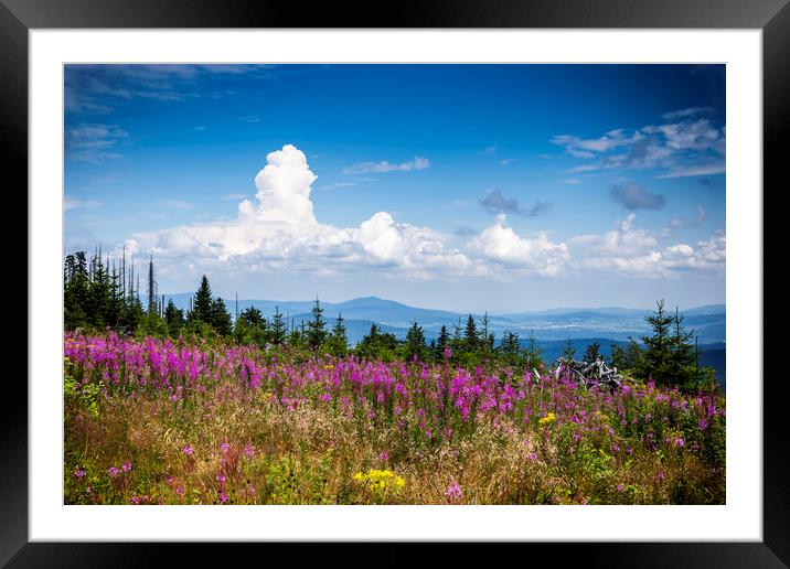 Meadow filled with wildflowers in the Bavarian For Framed Mounted Print by Sergey Fedoskin