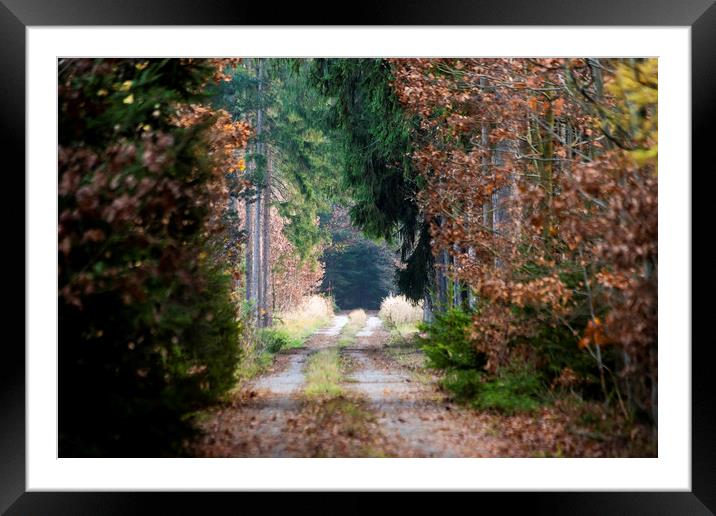 Autumn forest road Framed Mounted Print by Sergey Fedoskin