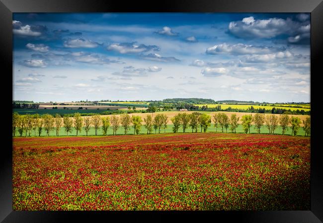Rural landscape with clover field in Czech Republi Framed Print by Sergey Fedoskin