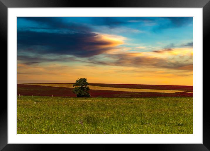 Clover field and sunset sky. Rural landscape. Czec Framed Mounted Print by Sergey Fedoskin