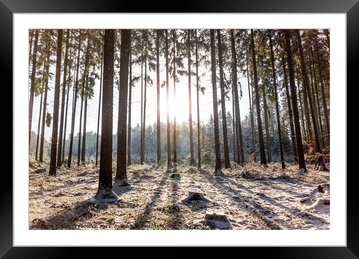Morning in a winter forest. Framed Mounted Print by Sergey Fedoskin