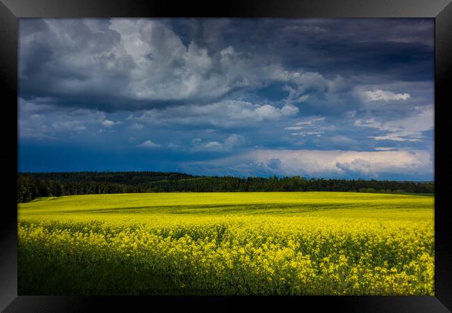 Yellow field. Framed Print by Sergey Fedoskin