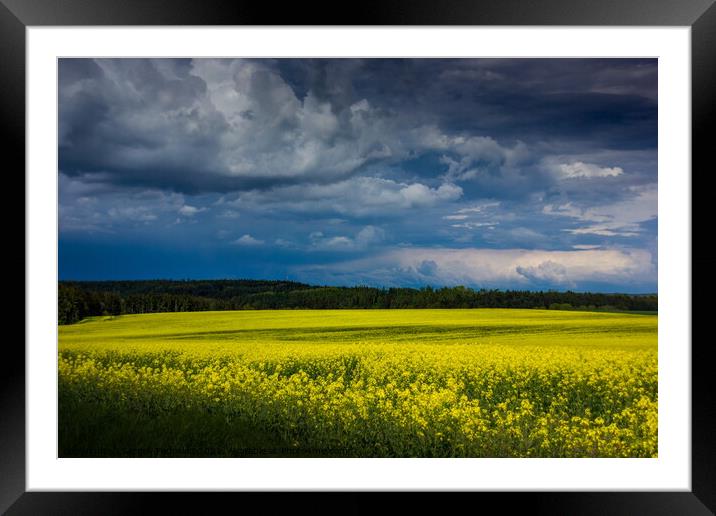 Yellow field. Framed Mounted Print by Sergey Fedoskin