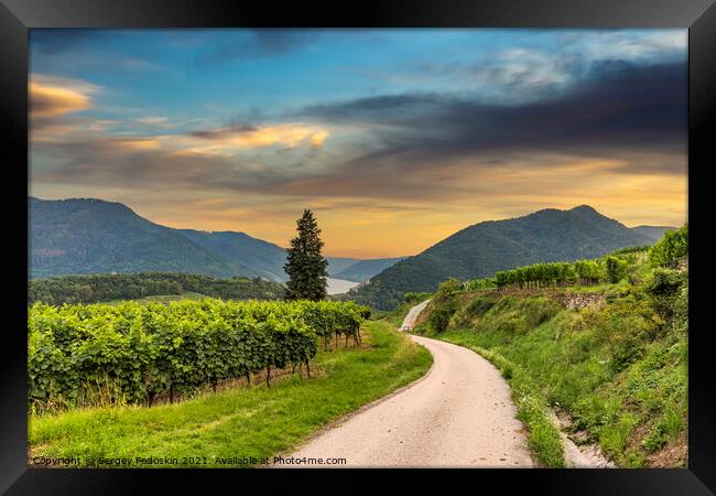 Road between vineyard in Wachau valley. Framed Print by Sergey Fedoskin