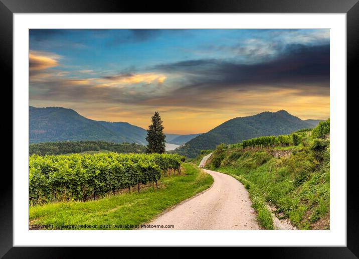 Road between vineyard in Wachau valley. Framed Mounted Print by Sergey Fedoskin