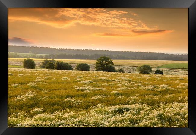 Blooming camomile flowers on a sunset. Framed Print by Sergey Fedoskin