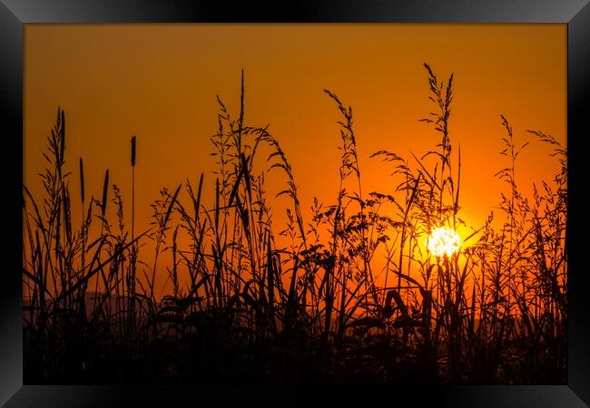 Grass on field in orange sunset Framed Print by Sergey Fedoskin