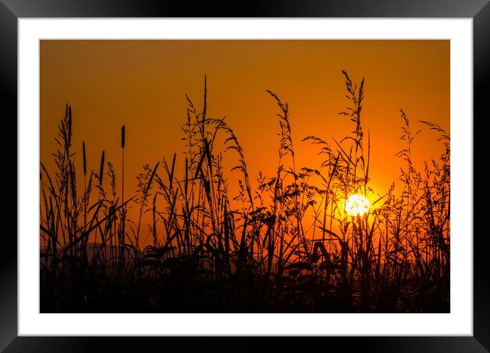 Grass on field in orange sunset Framed Mounted Print by Sergey Fedoskin