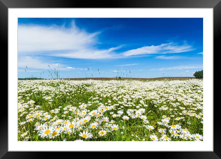Chamomile field. Framed Mounted Print by Sergey Fedoskin