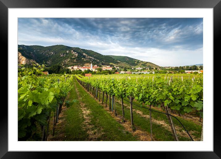 Vineyards in Wachau. Framed Mounted Print by Sergey Fedoskin